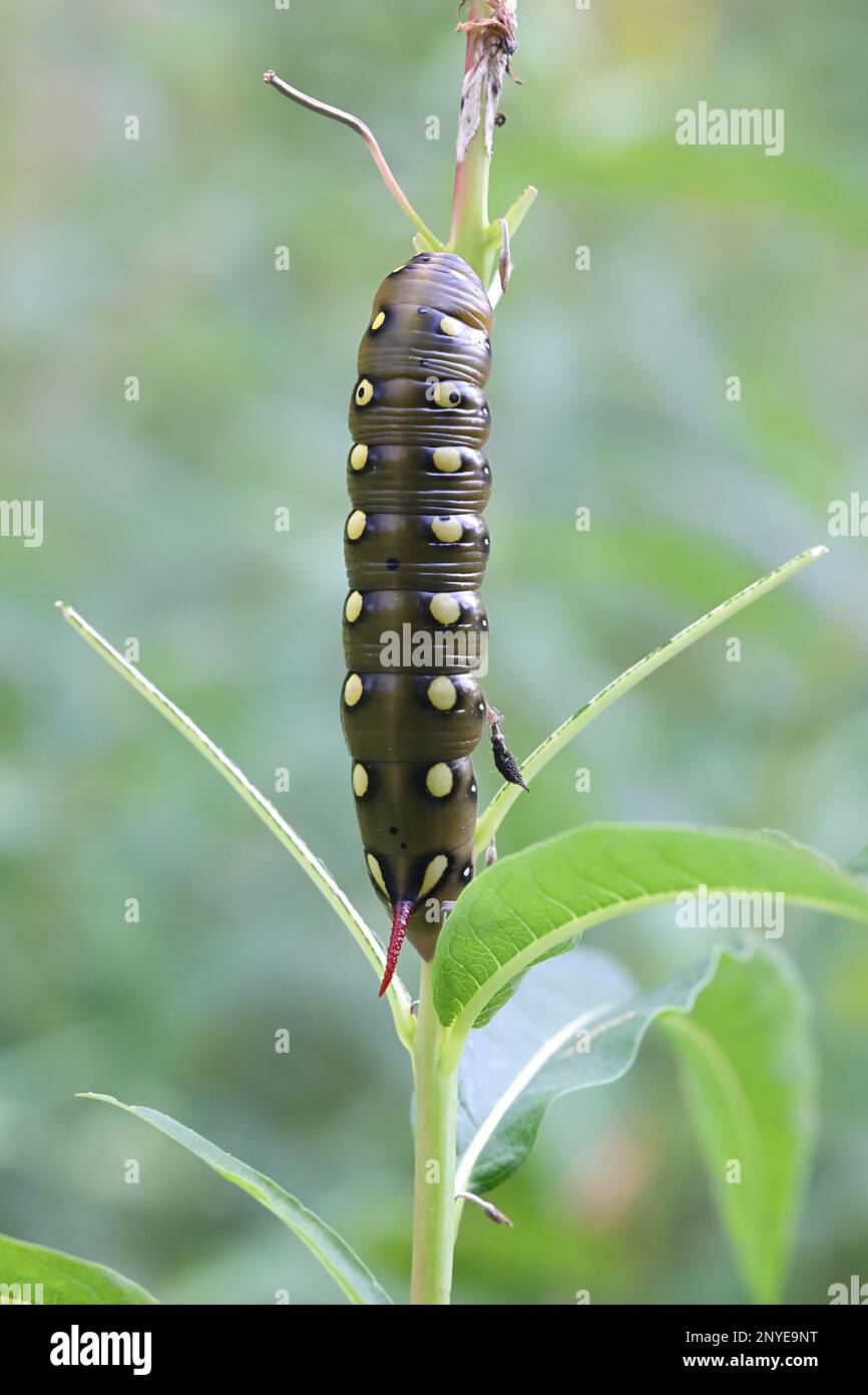 Caterpillar of bedstraw hawk-moth, Hyles gallii, feeding on fireweed, Chamaenerion angustifolium Stock Photo