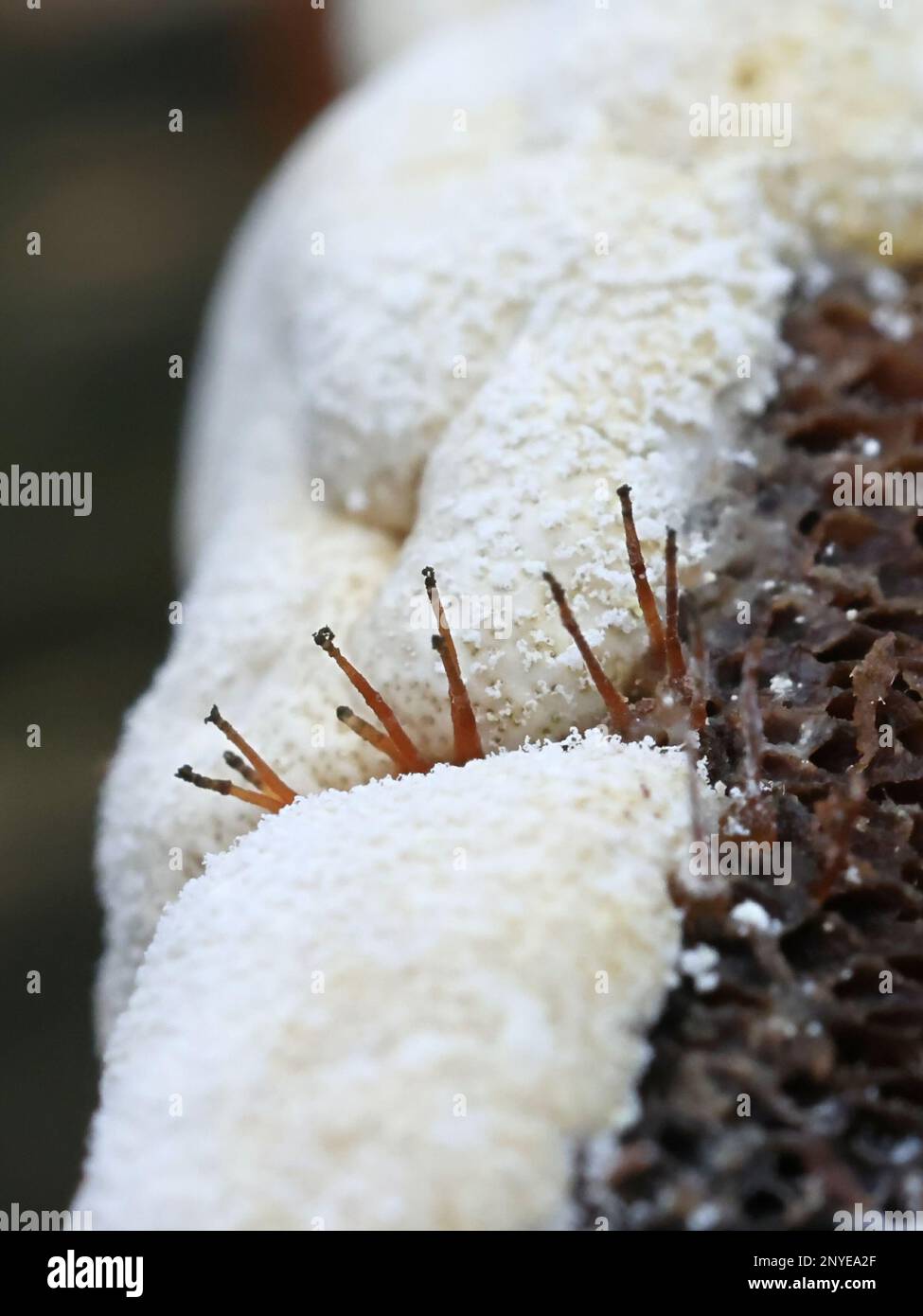 Melanospora lagenaria and Trichoderma pulvinatum growing parasitic on a polypore fungus in Finland Stock Photo
