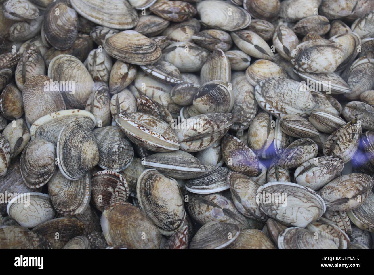 clams in water