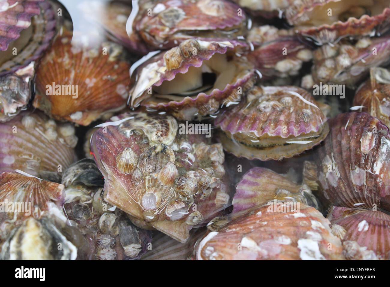 Scallops in water hi-res stock photography and images - Alamy