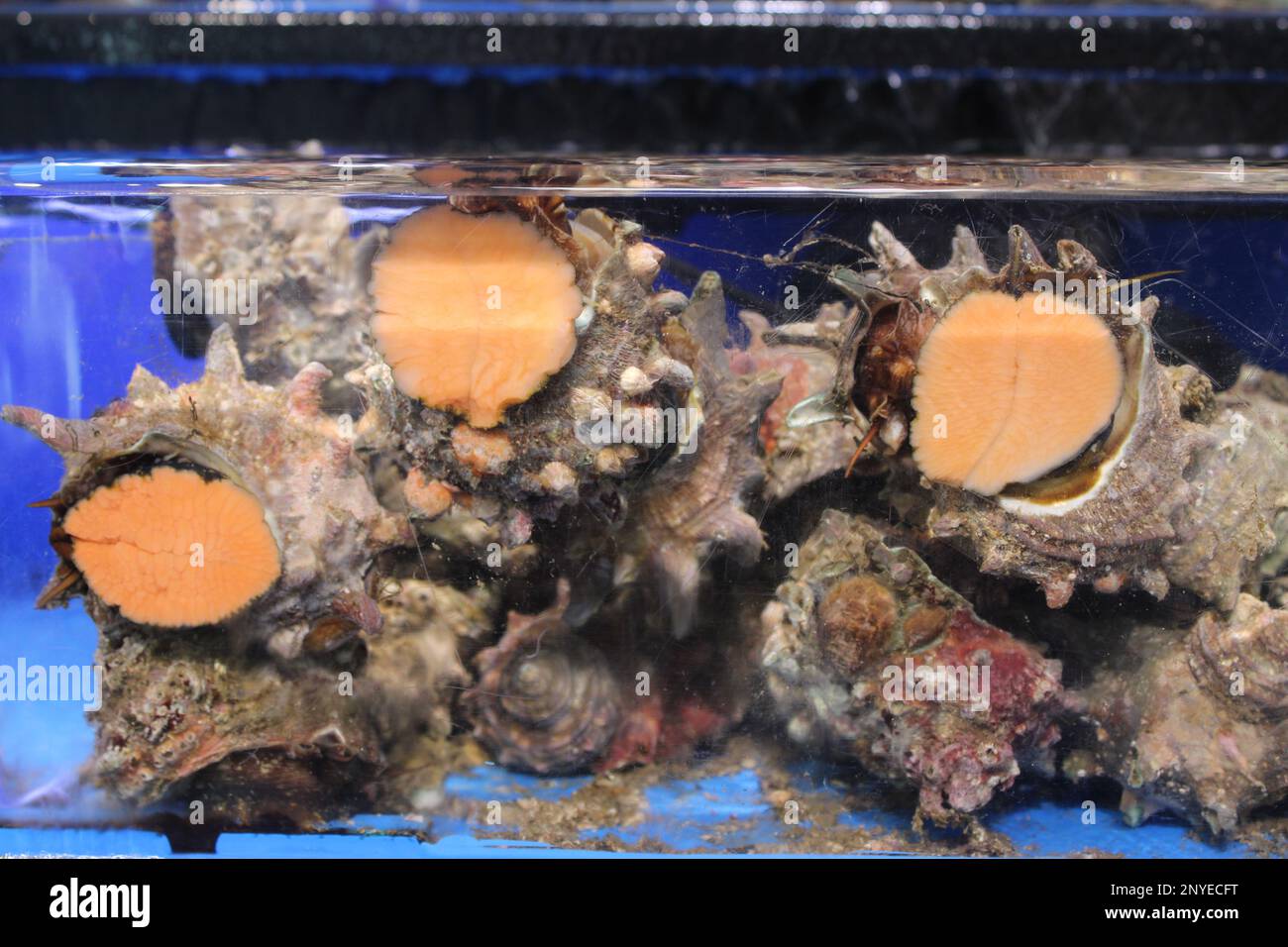 Live sea snails in an aquarium Stock Photo Alamy