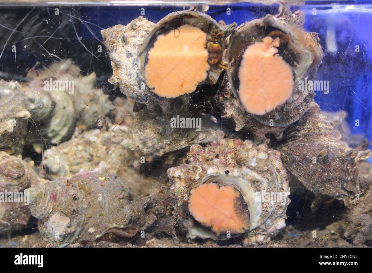 Live sea snails in an aquarium Stock Photo Alamy