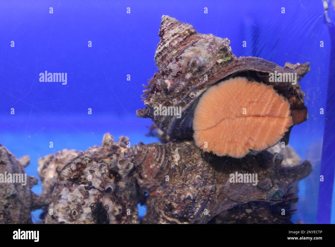 Live sea snails in an aquarium Stock Photo Alamy