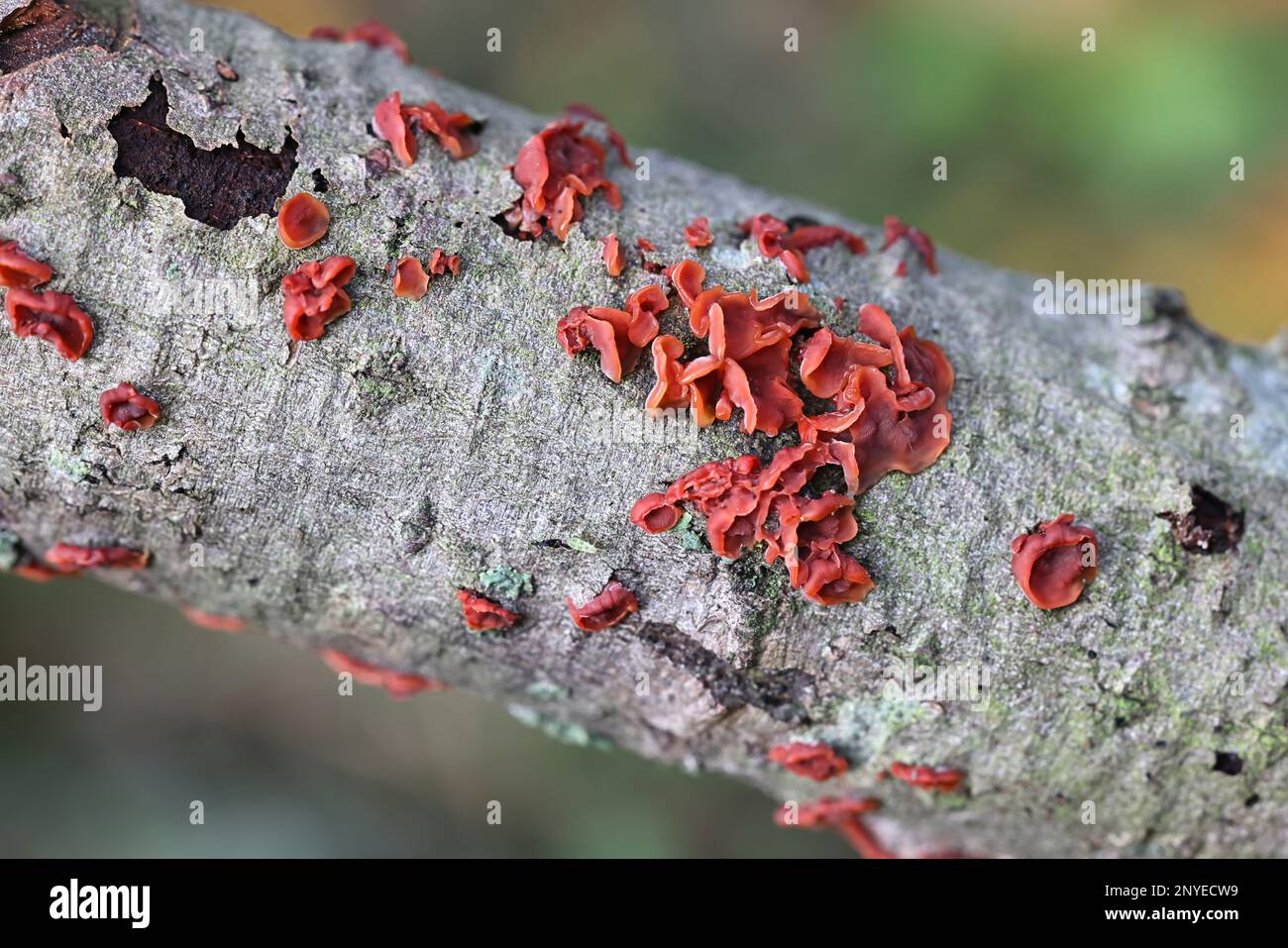 Cytidia salicina, commonly known as scarlet splash, wild fungus from Finland Stock Photo