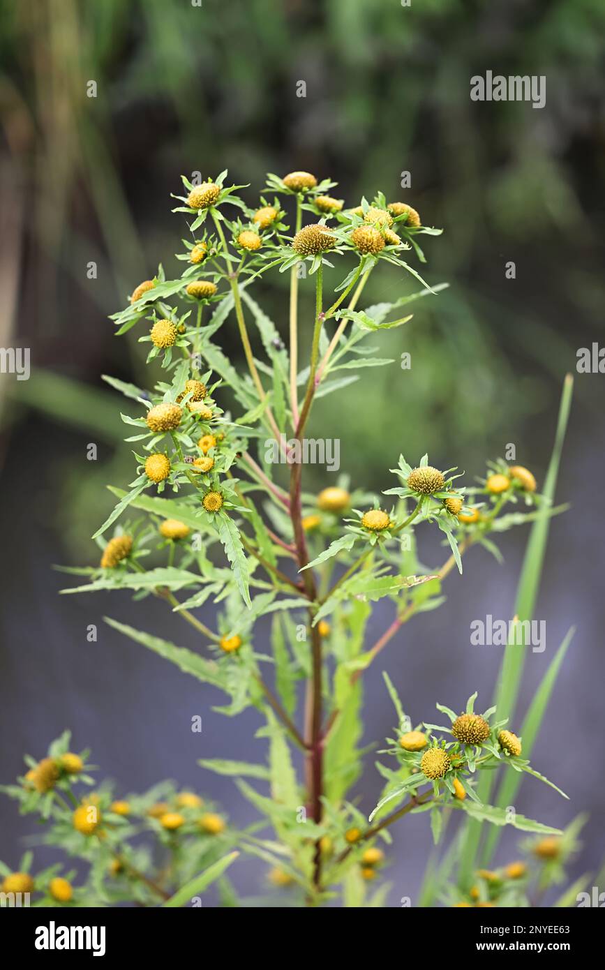 Greater Bur-marigold, Bidens radiata, also called Greater Bur Marigold, wild plant from Finland Stock Photo