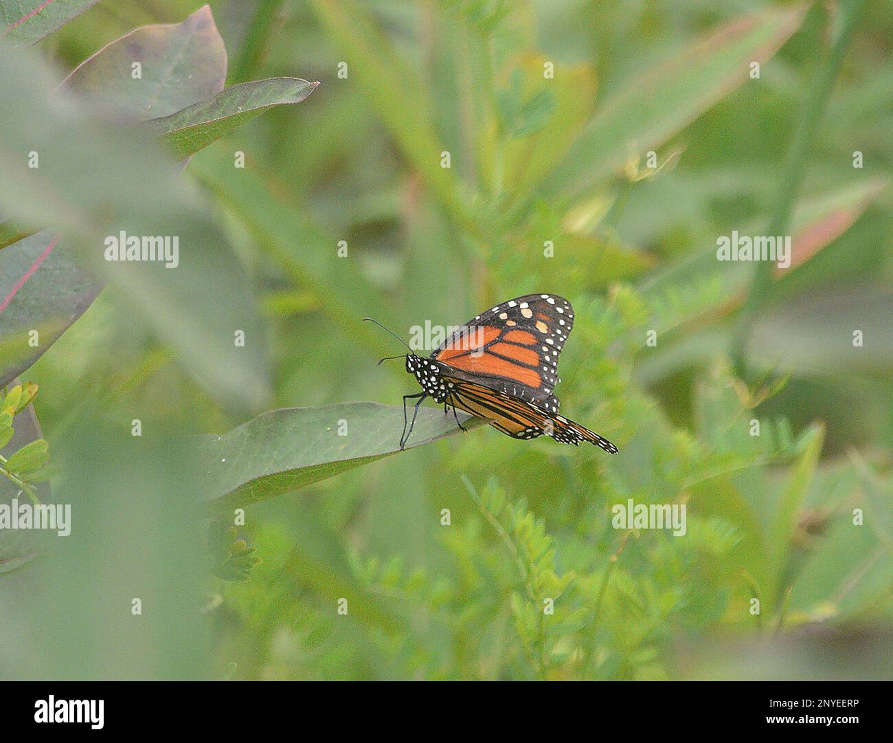 A monarch butterfly perches on milkweed along the banks of Pontoosuc