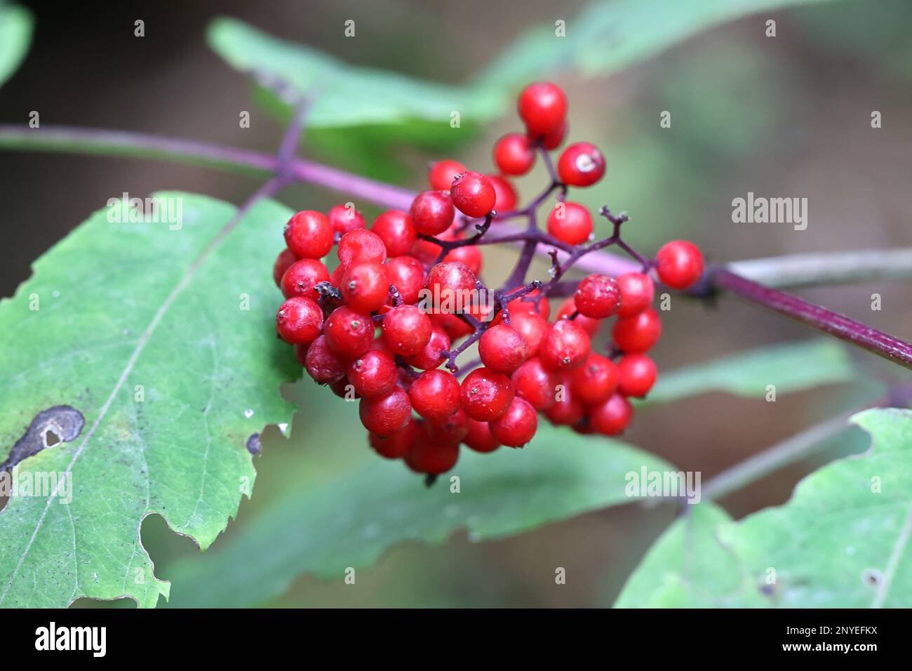 Sambucus racemosa, known as red elderberry or redberried elder