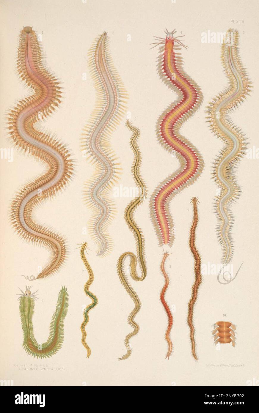A monograph of the British marine annelids 1908 Plate text Stock Photo