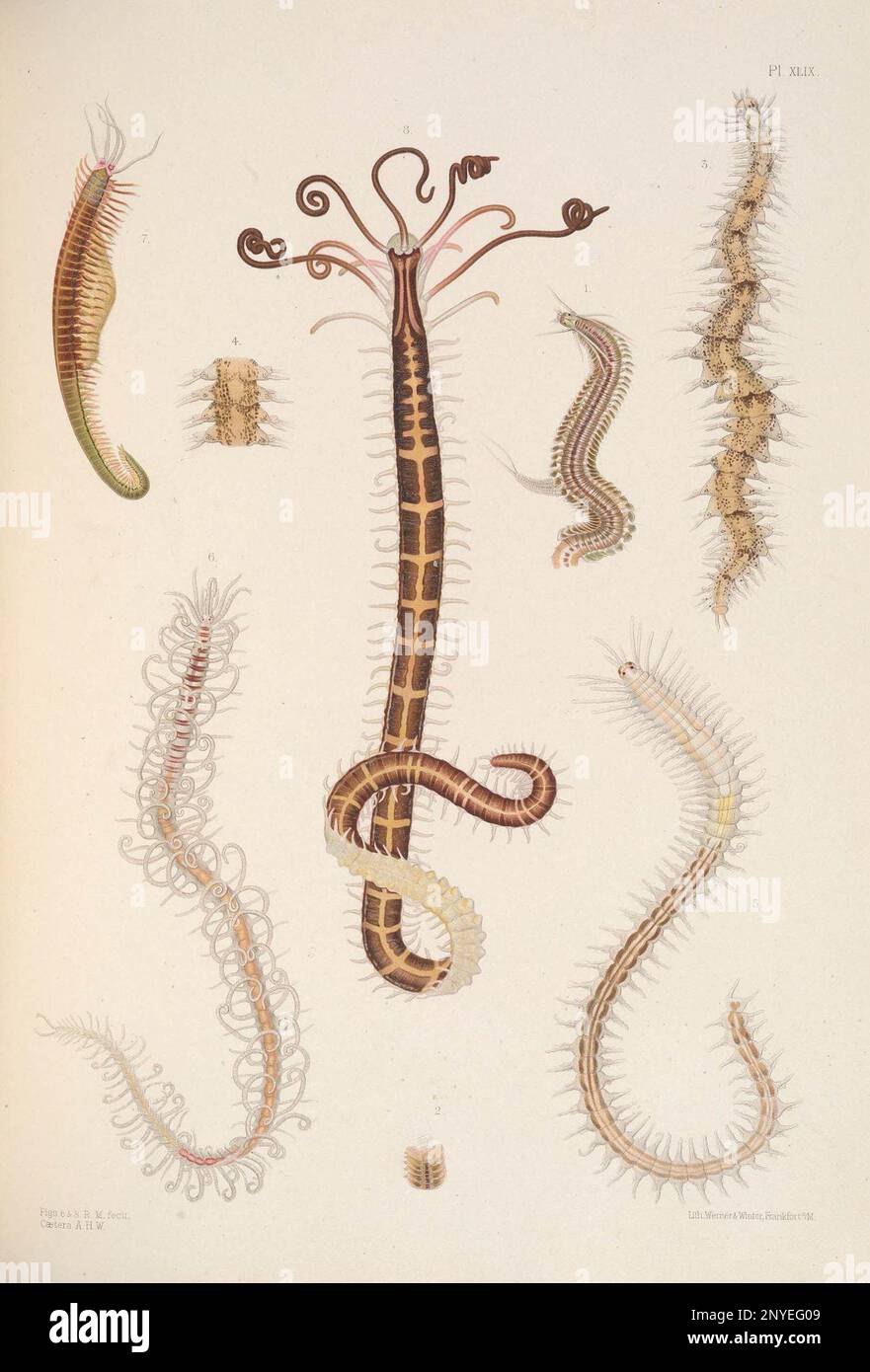 1, 2 Phyllodoce lamelligera (Gmelin in Linnaeus, 1788) Phyllodocidae Stock Photo