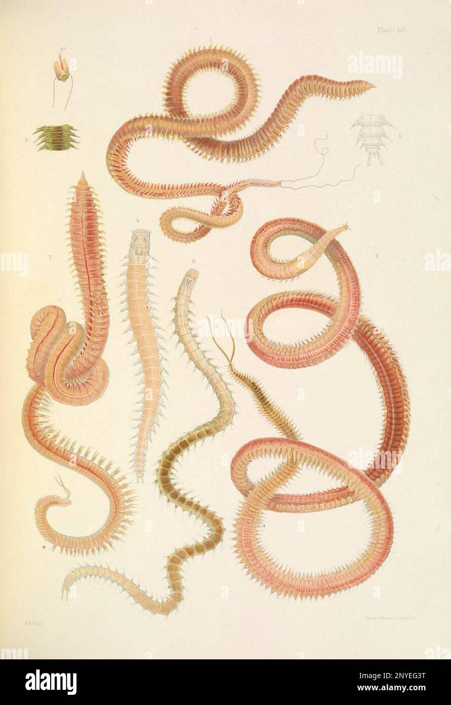 A monograph of the British marine annelids 1910 LVI Plate text Stock Photo