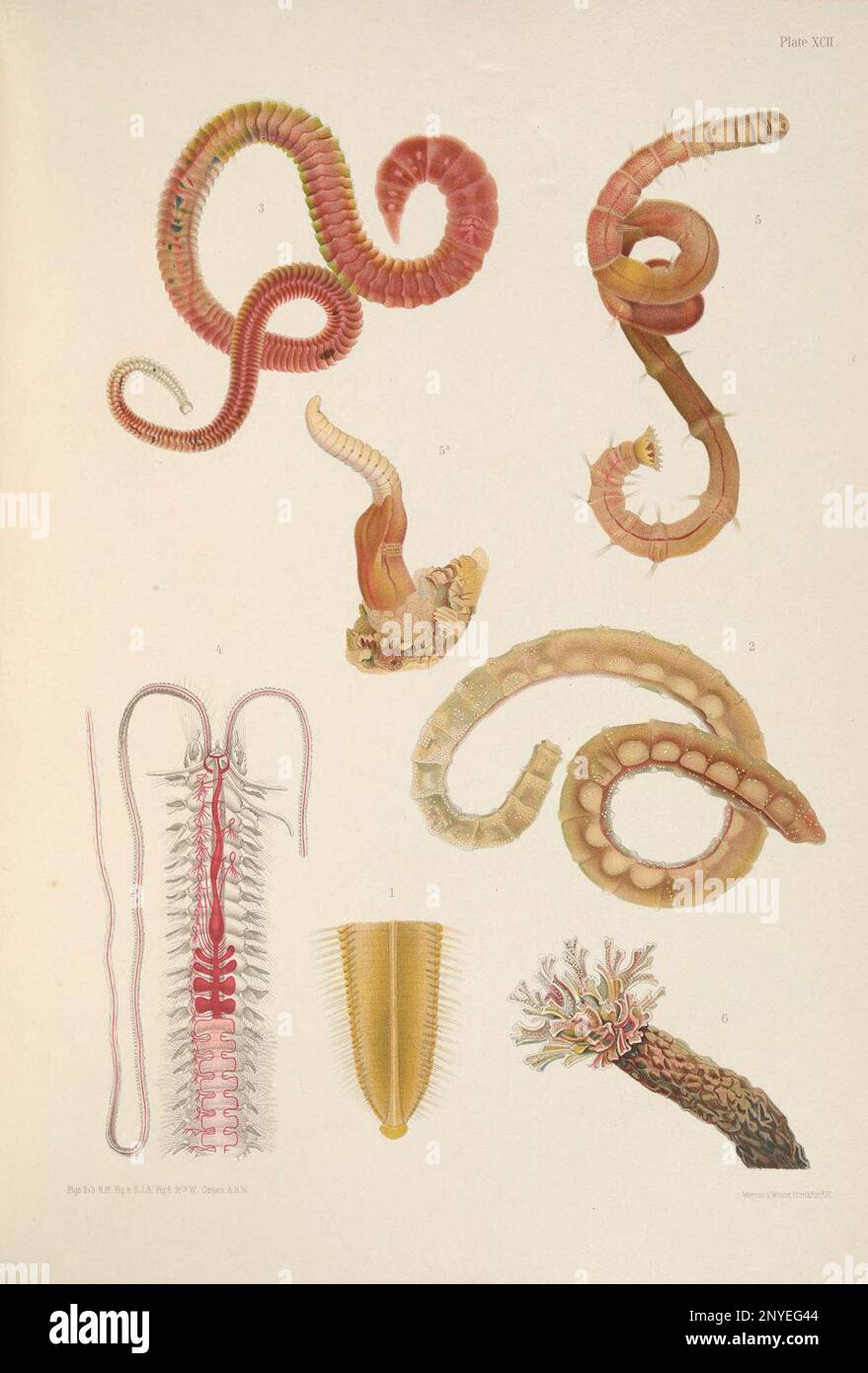 A monograph of the British marine annelids 1915 XCII Plate text Stock Photo