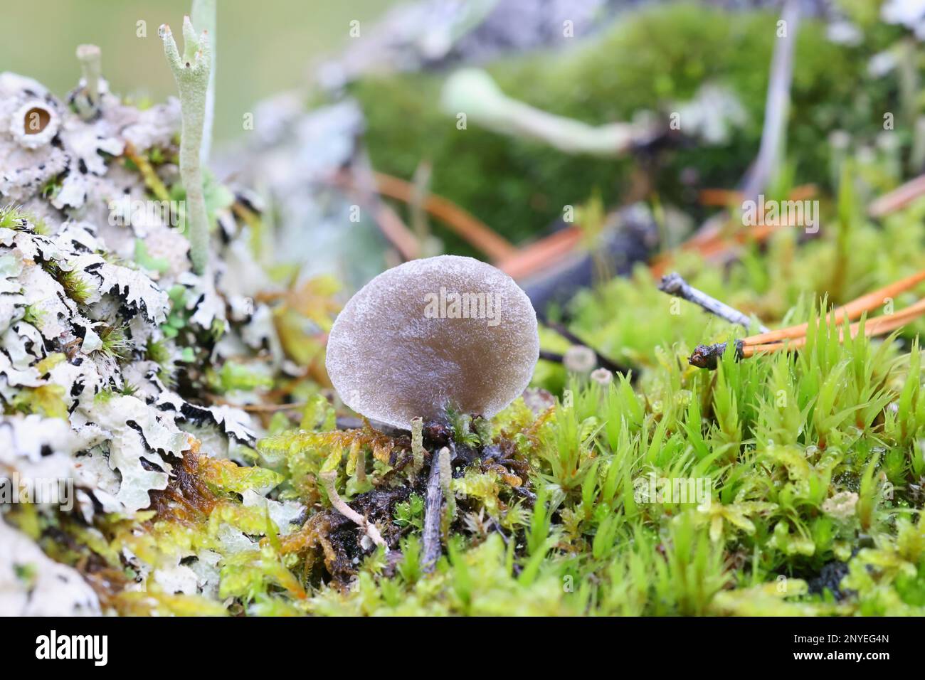 Arrhenia acerosa, commonly known as the moss oysterling, wild mushroom from Finland Stock Photo