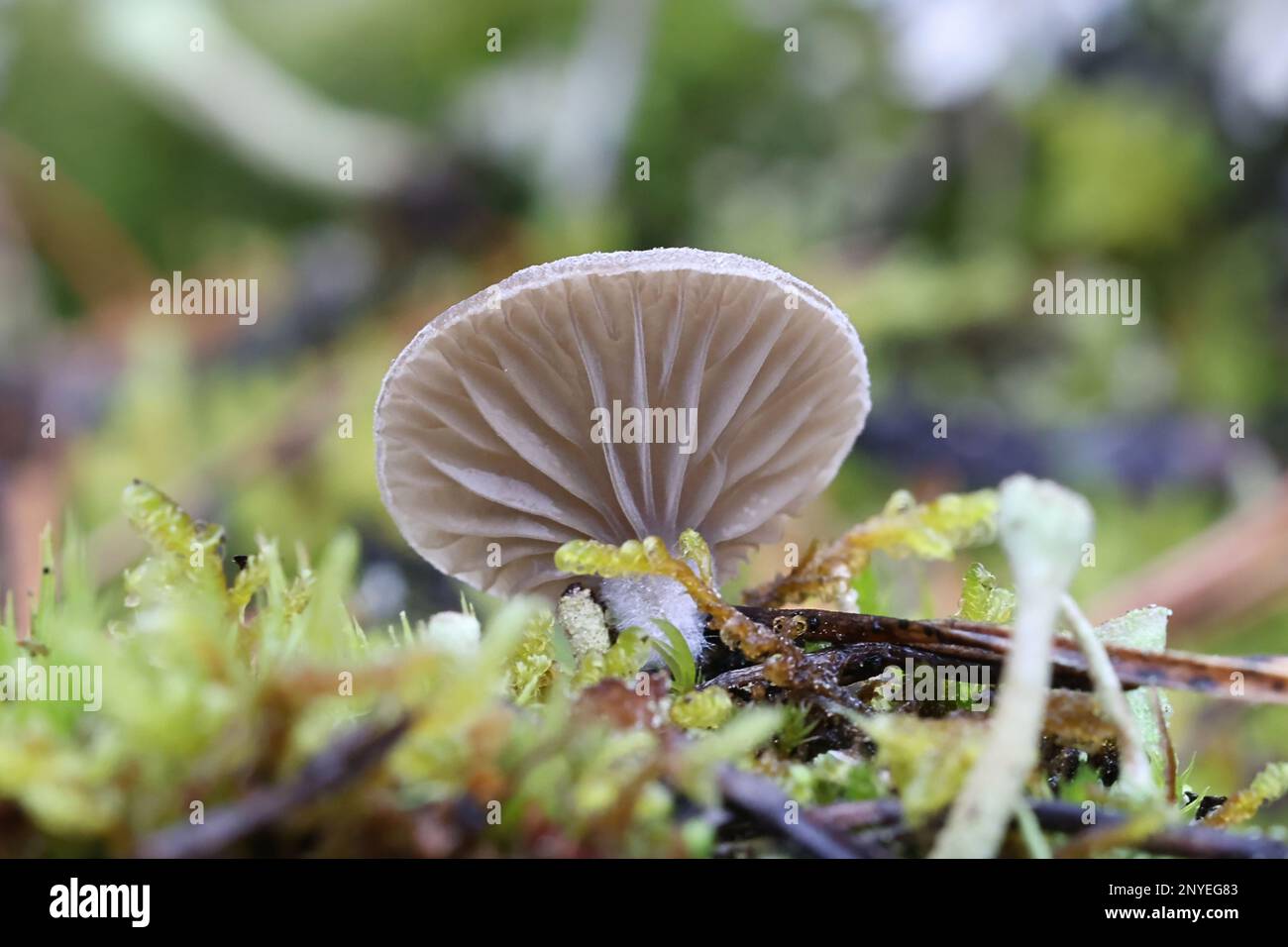 Arrhenia acerosa, commonly known as the moss oysterling, wild mushroom from Finland Stock Photo