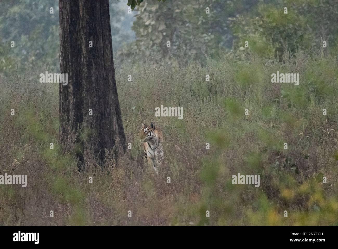 Female Bengal Tiger, Panthera Tigris, marking her territory by scratching tree, Pench National Park Madhya Pradesh india Stock Photo