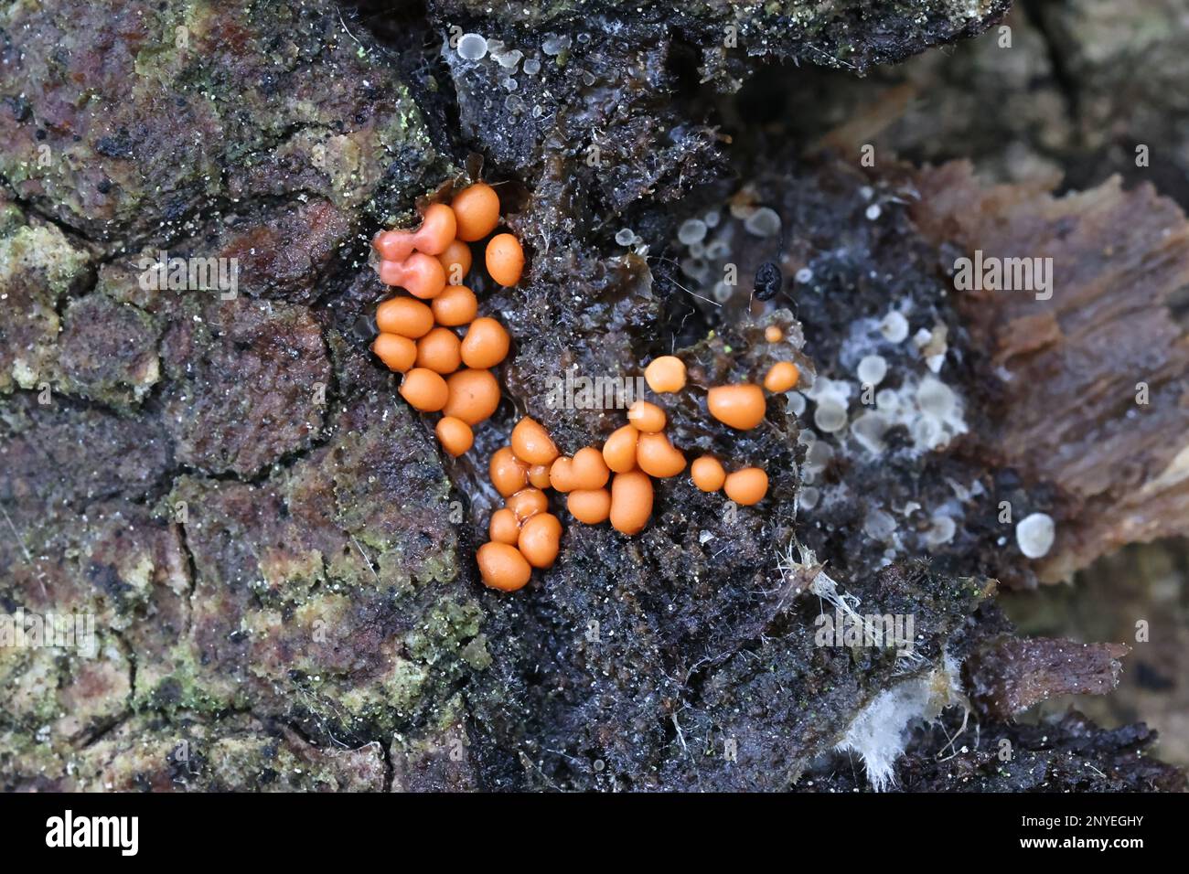 Trichia contorta, slime mold from Finland, no common English name Stock Photo