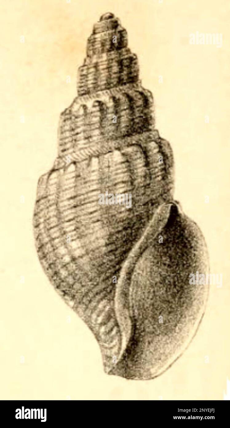 Pontiothauma abyssicola E.A. Smith, 1895; family Raphitomidae; Bay of Bengal Stock Photo