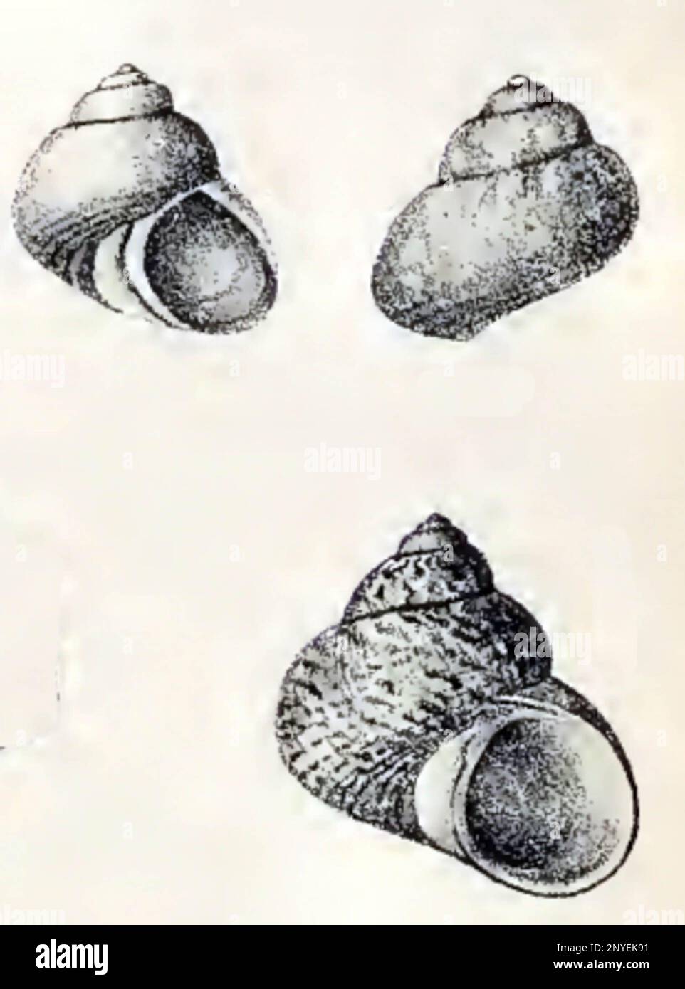 Calliotrochus marmoreus (Pease, 1861); family Trochidae Stock Photo