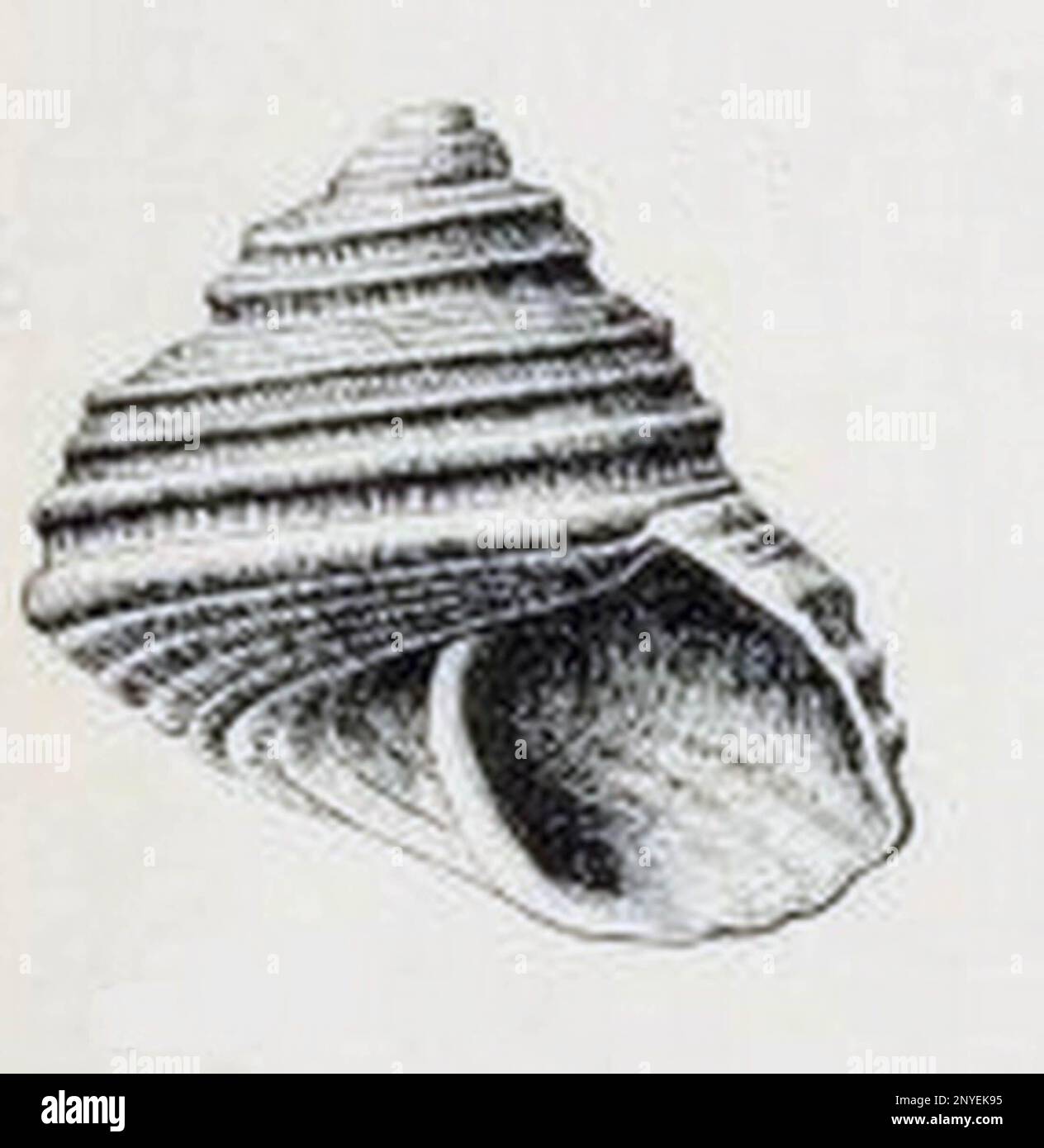 Lirularia optabilis (Carpenter, 1864); family Trochidae Stock Photo