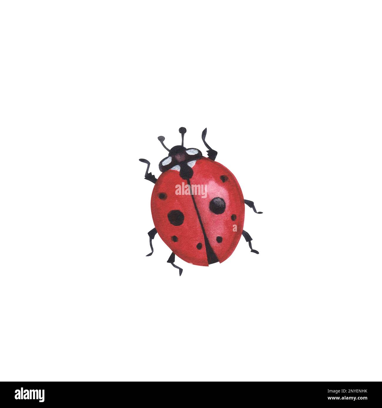Realistic beetles insect isolated on white background. Watercolor hand drawn ladybug coleoptera llustration for design banner, poster. Stock Photo