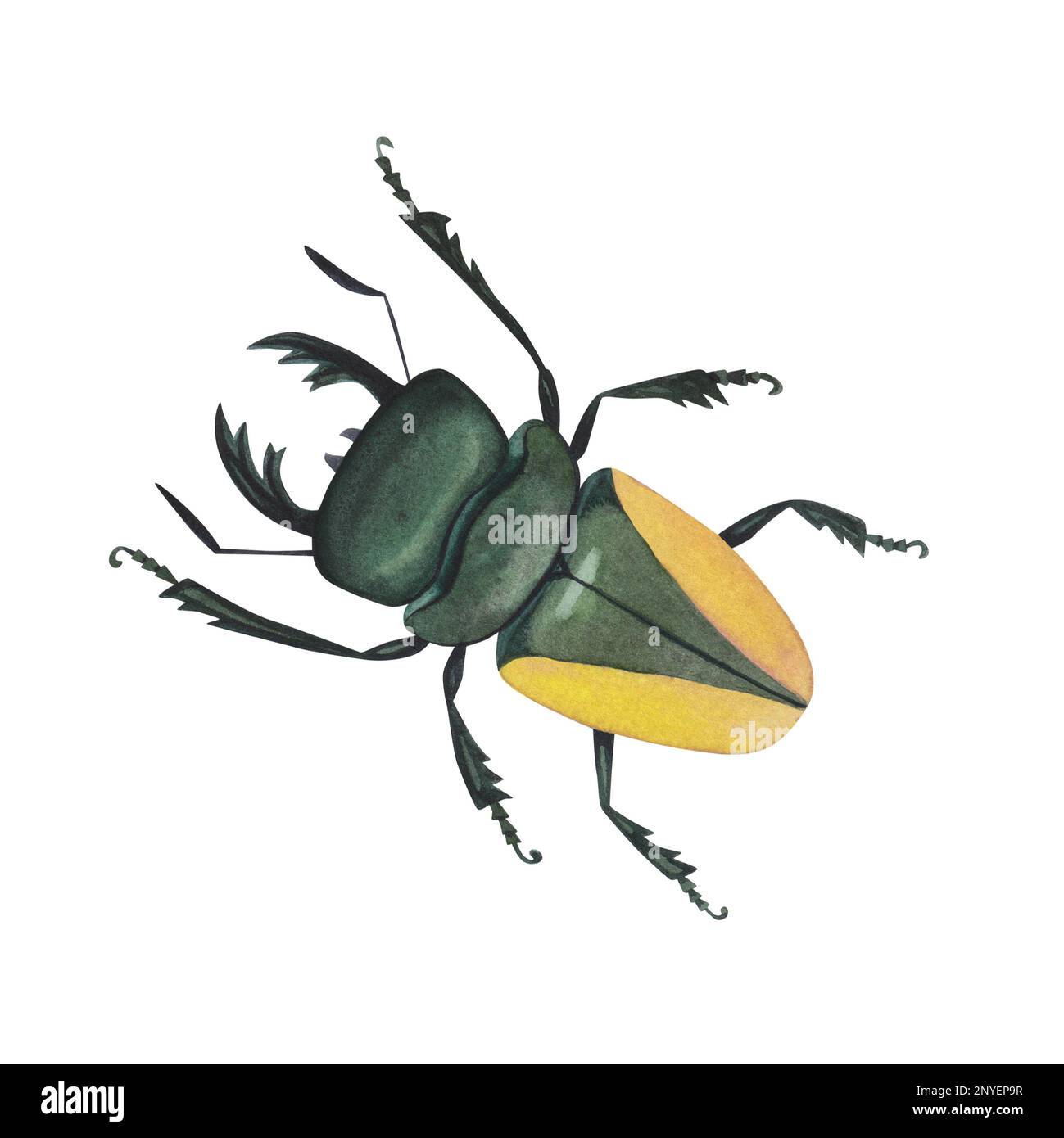 Realistic beetles insect isolated on white background. Watercolor hand drawn stag beetle coleoptera llustration for design banner, poster. Stock Photo