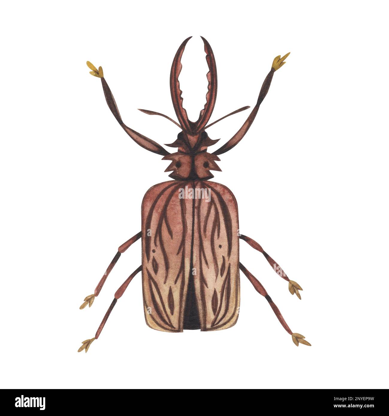 Realistic brown beetles insect isolated on white background. Watercolor ...