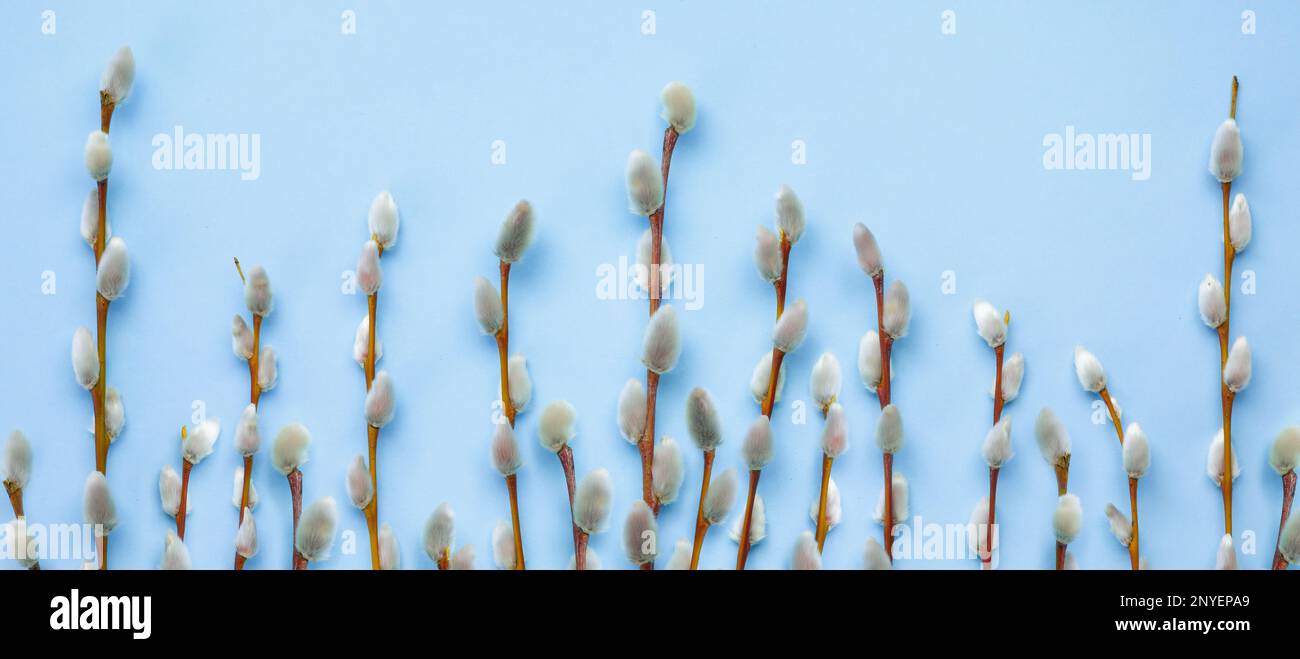 Flat lay easter composition with a willow branch spring flowers on a blue background Stock Photo