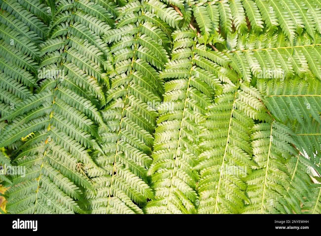 Close up of green fern leaves texture as background in natural light. Stock Photo