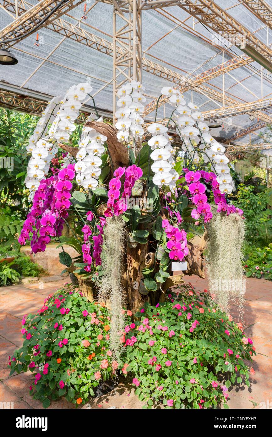 cece plant Anthurium Warocqueanum  Beforeplant