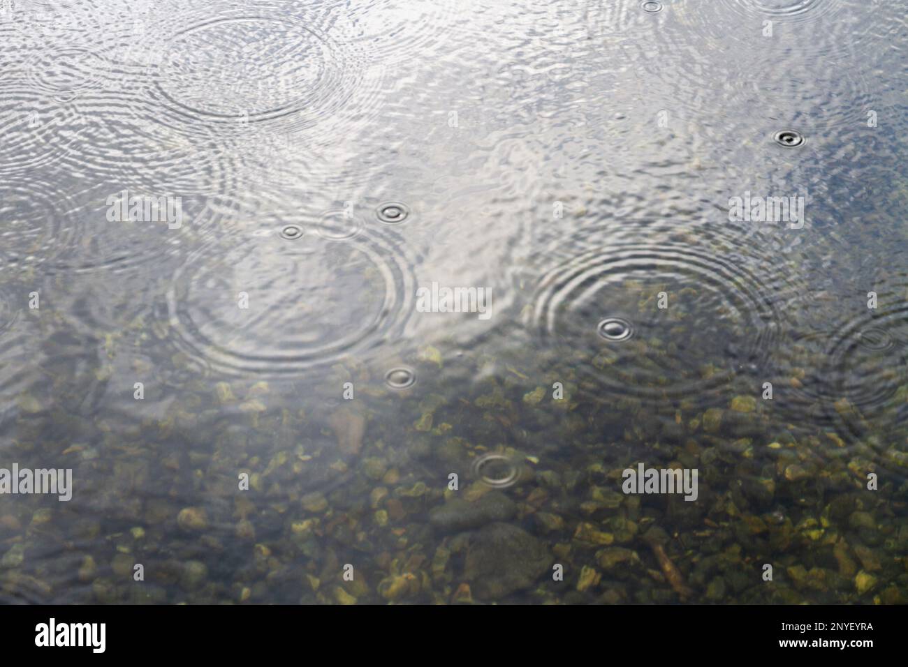 raindrops falling onto a the surface of a river. The riverbed can just be seen at the bottom of the image. Includes space for text Stock Photo