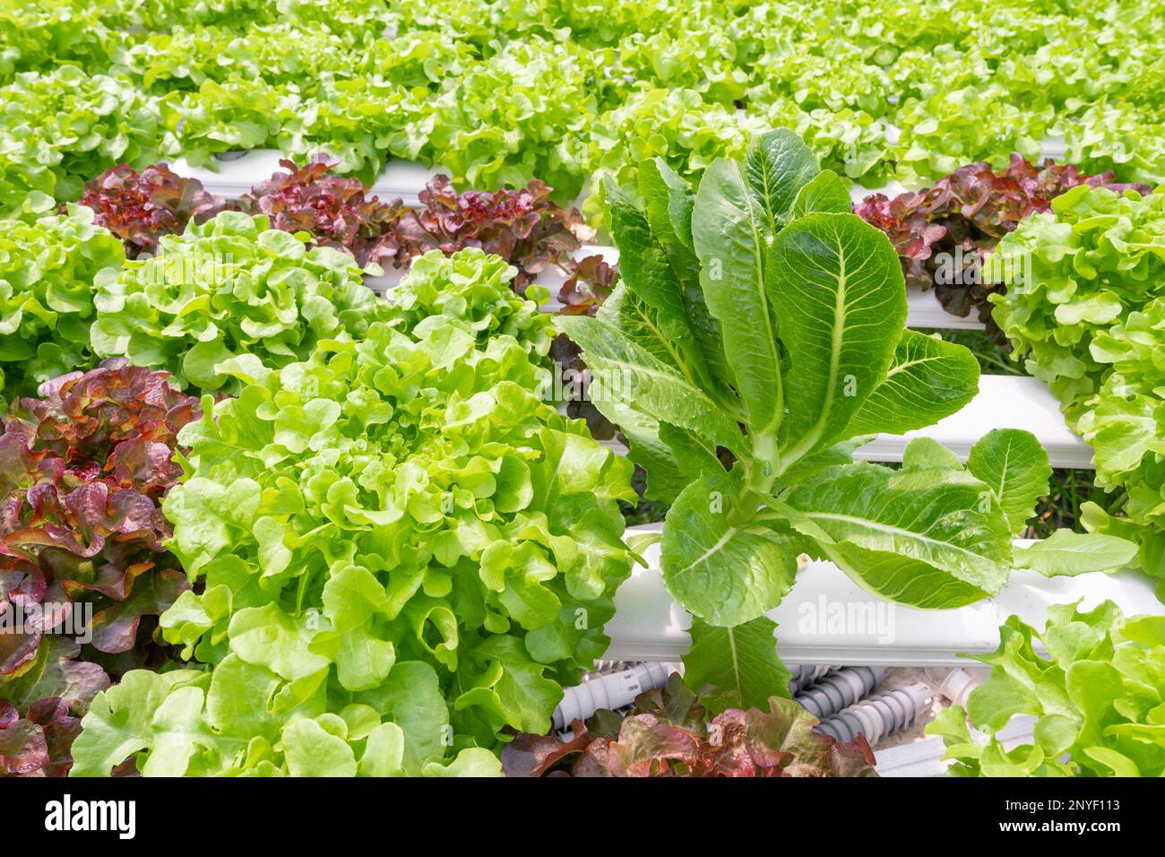 Hydroponic plants growing on water without soil agriculture organic
