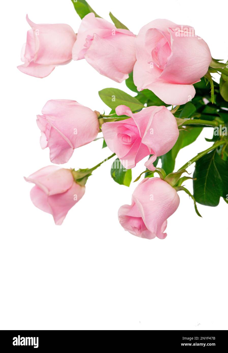 beautiful bouquet of pink rose flowers isolated on white background ...
