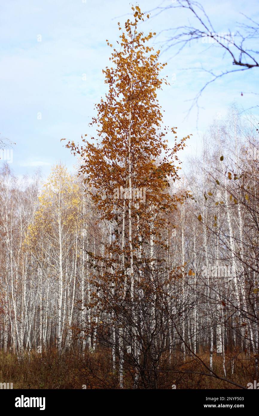 Panorama beautiful birch forest hi-res stock photography and images - Alamy