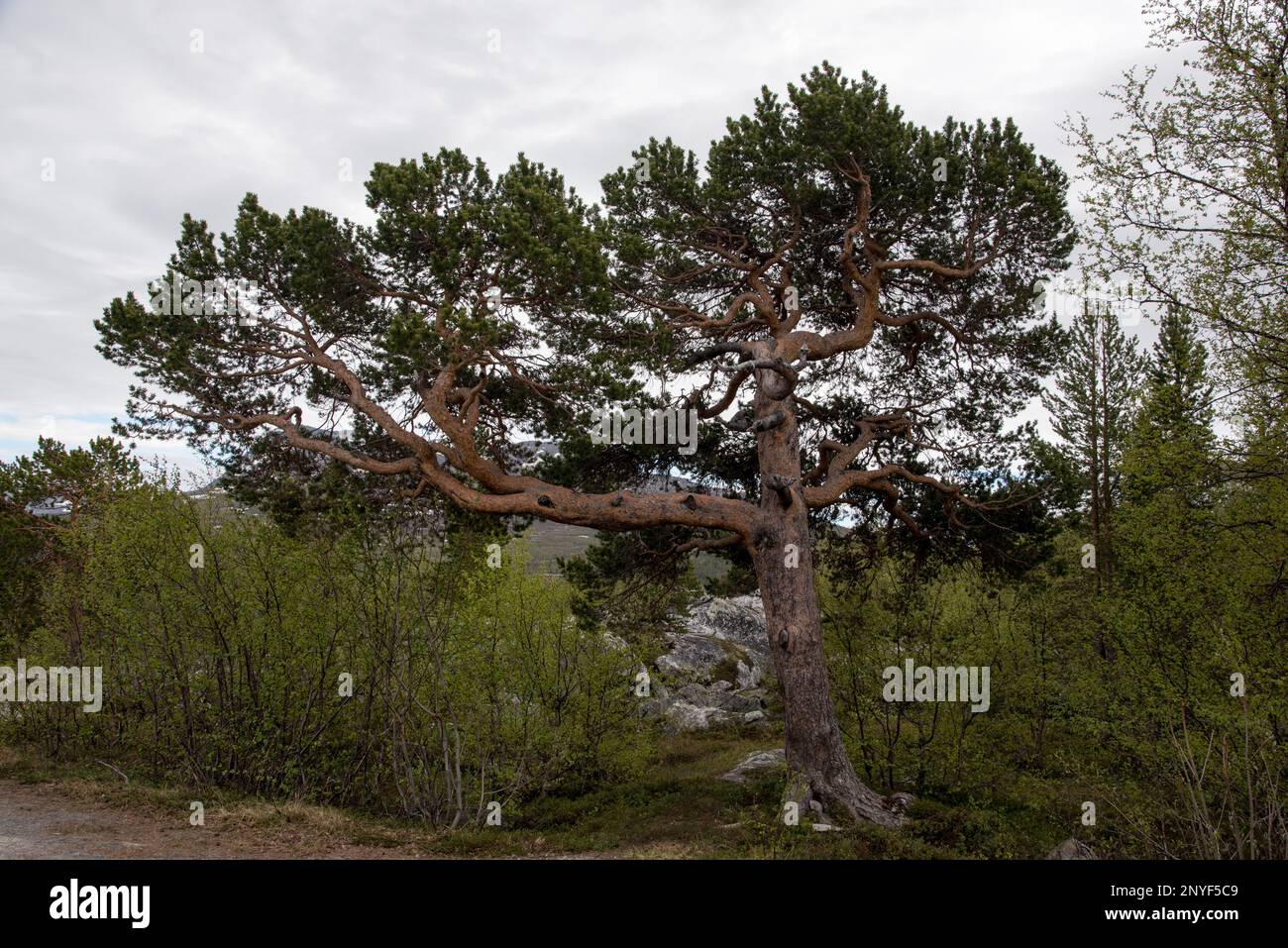 pine tree at Lønsdal station on Nordland line crossing Saltfjellet which is a mountain range and highland in Northern Norway. Stock Photo