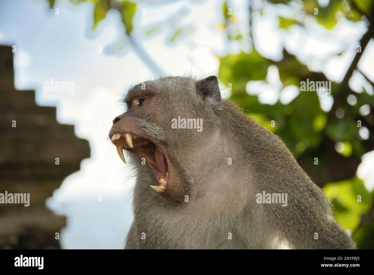 Mammal eating leaves teeth hi-res stock photography and images - Alamy
