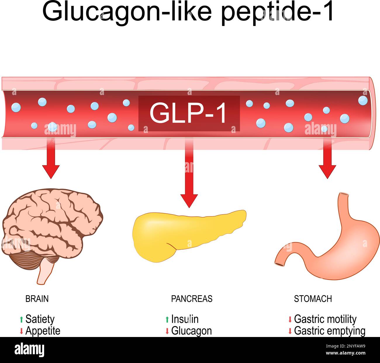 Glucagon-like peptide-1. weight loss. Physiological functions of GLP-1: promote satiety and insulin release, inhibit glucagon secretion, appetite Stock Vector