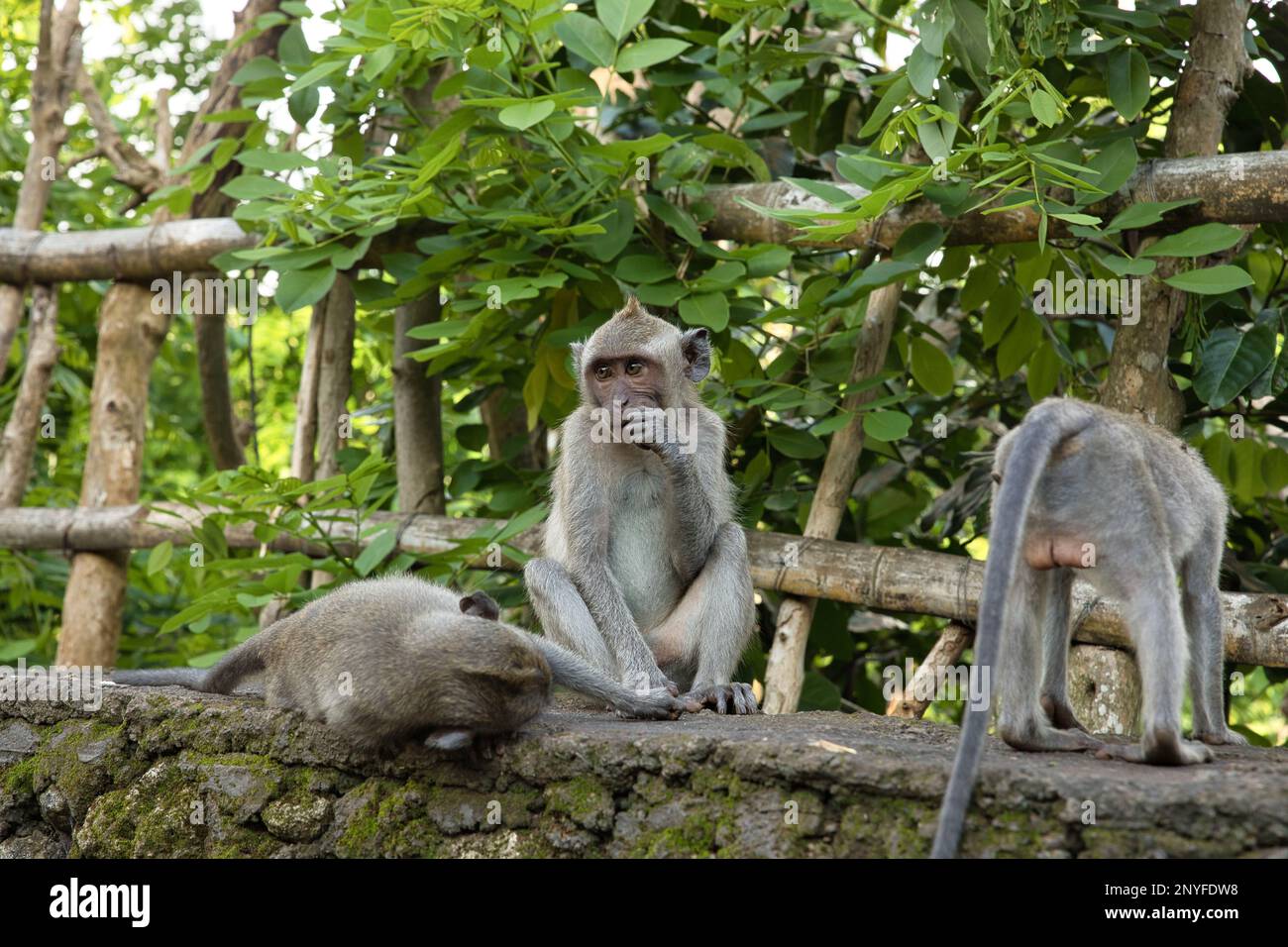 Group Of Wild Monkeys In Trees Hi res Stock Photography And Images Alamy group-of-wild-monkeys-in-trees-hi-res-stock-photography-and-images-alamy