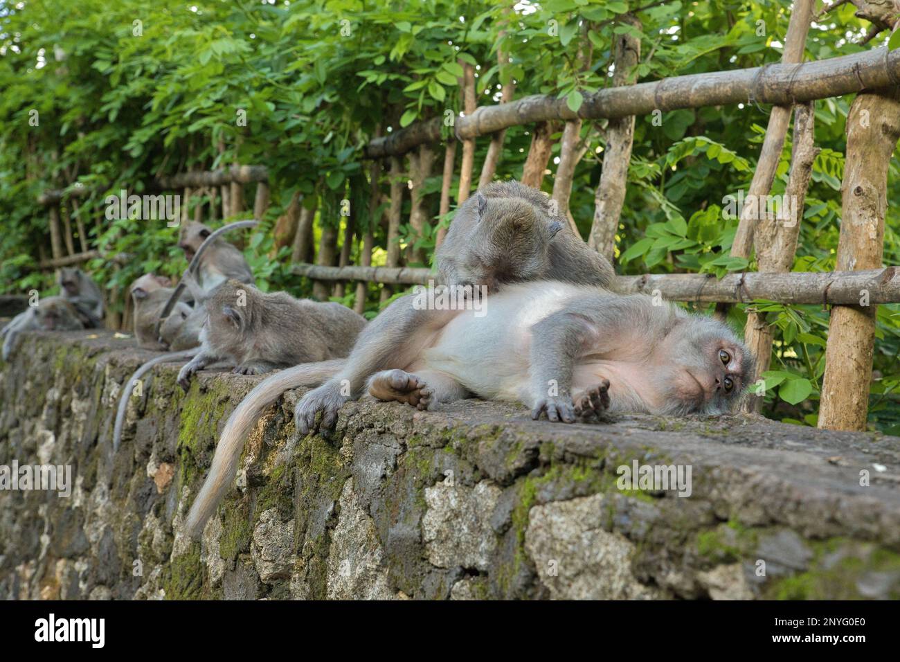 Group Of Wild Monkeys In Trees Hi res Stock Photography And Images Alamy group-of-wild-monkeys-in-trees-hi-res-stock-photography-and-images-alamy