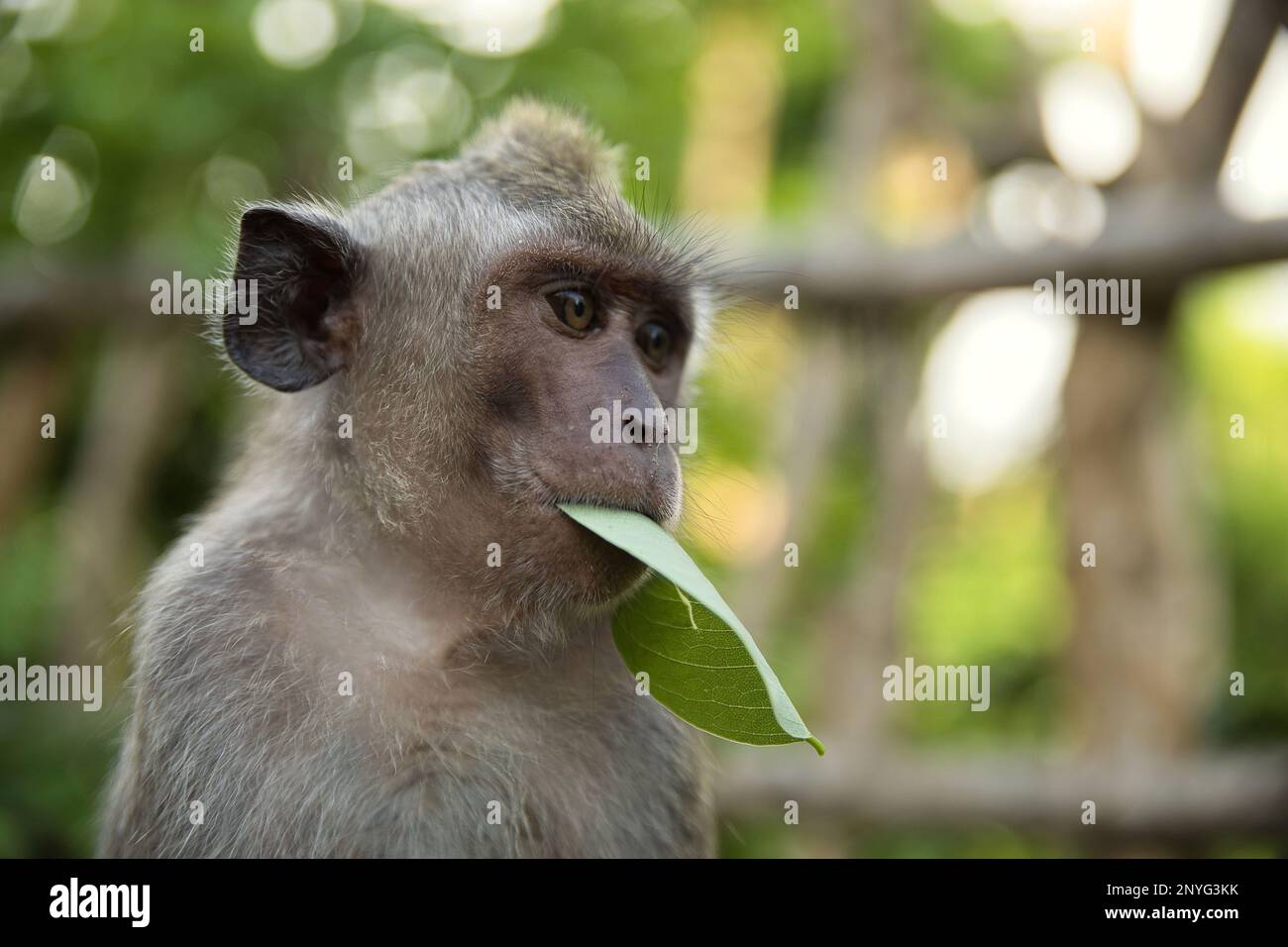 Portrait close-up of a young cynomolgus monkey holding a green leaf in its mouth, in the background diffuse light shining leaves and a wooden fence. Stock Photo