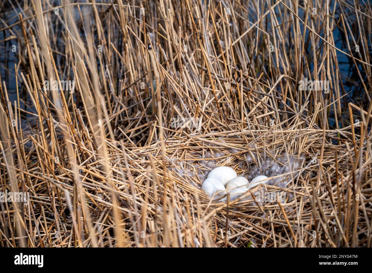 Nesting place for a duck between reeds during the breeding season Stock Photo