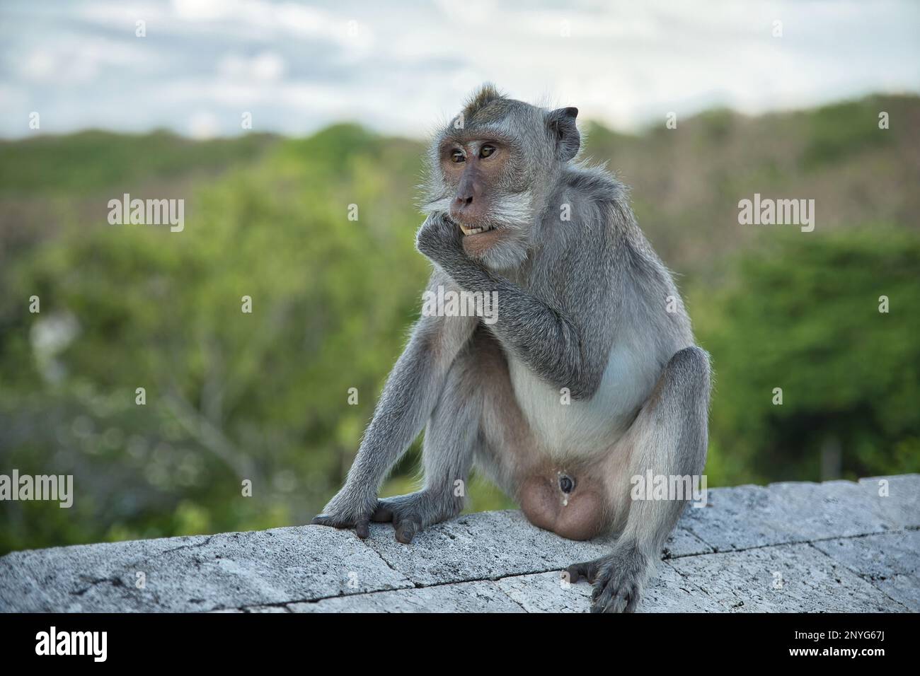 Full body close up of an adult cynomolgus monkey sitting on a stone wall,  diffuse trees and sky in the background Stock Photo - Alamy