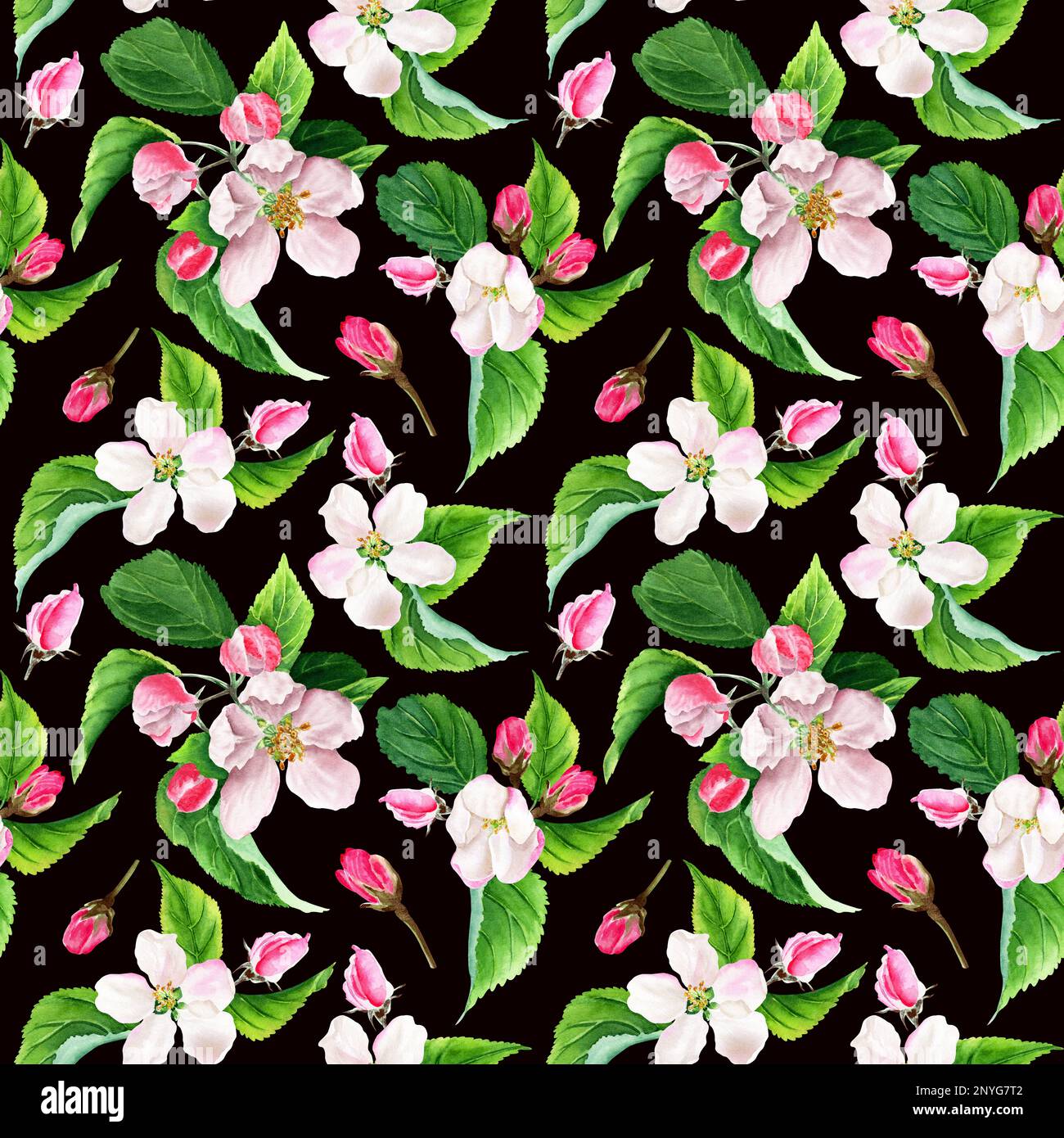 Watercolor seamless pattern with apple tree blooms. Isolated on black ...
