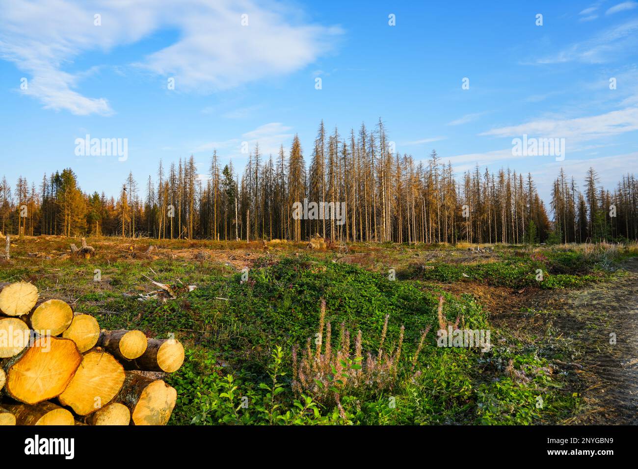 Landscape in the Harz. Forest with dried up trees. Consequences of climate change. Dryness. Stock Photo