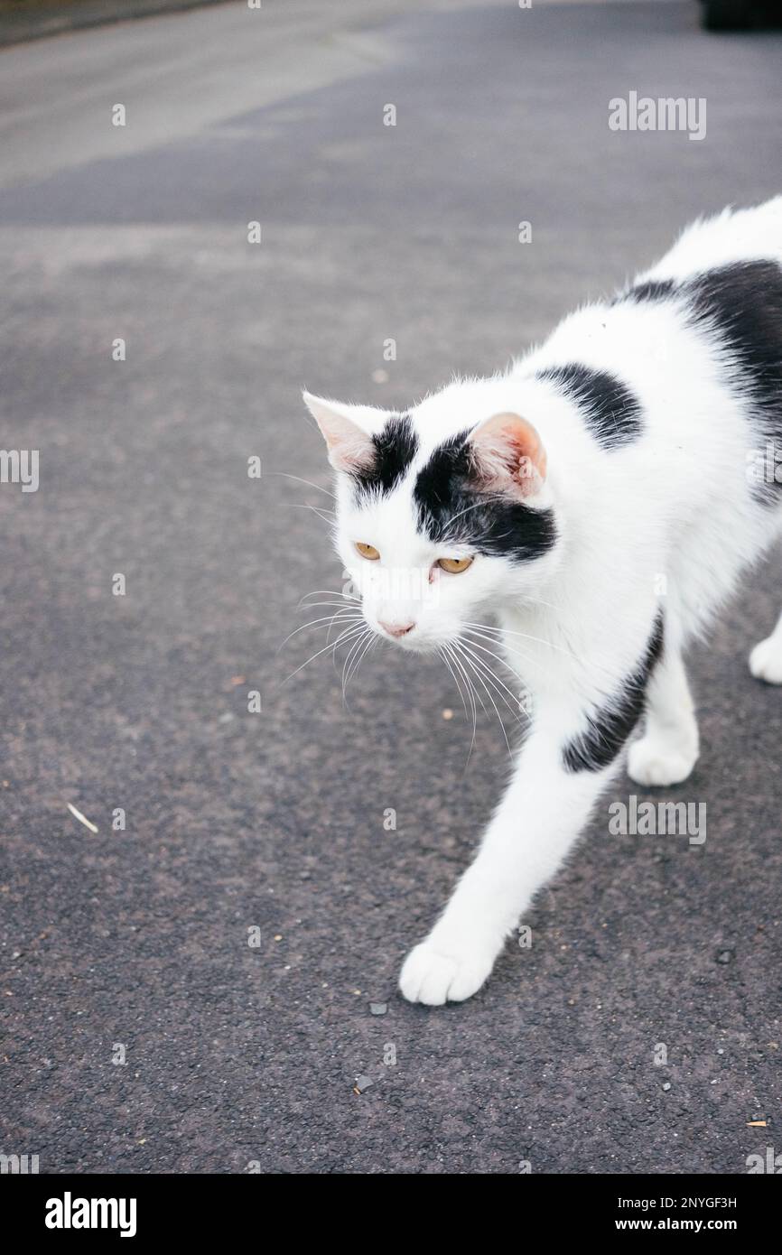 A cute cat with black and white fur walks across the street and lies ...