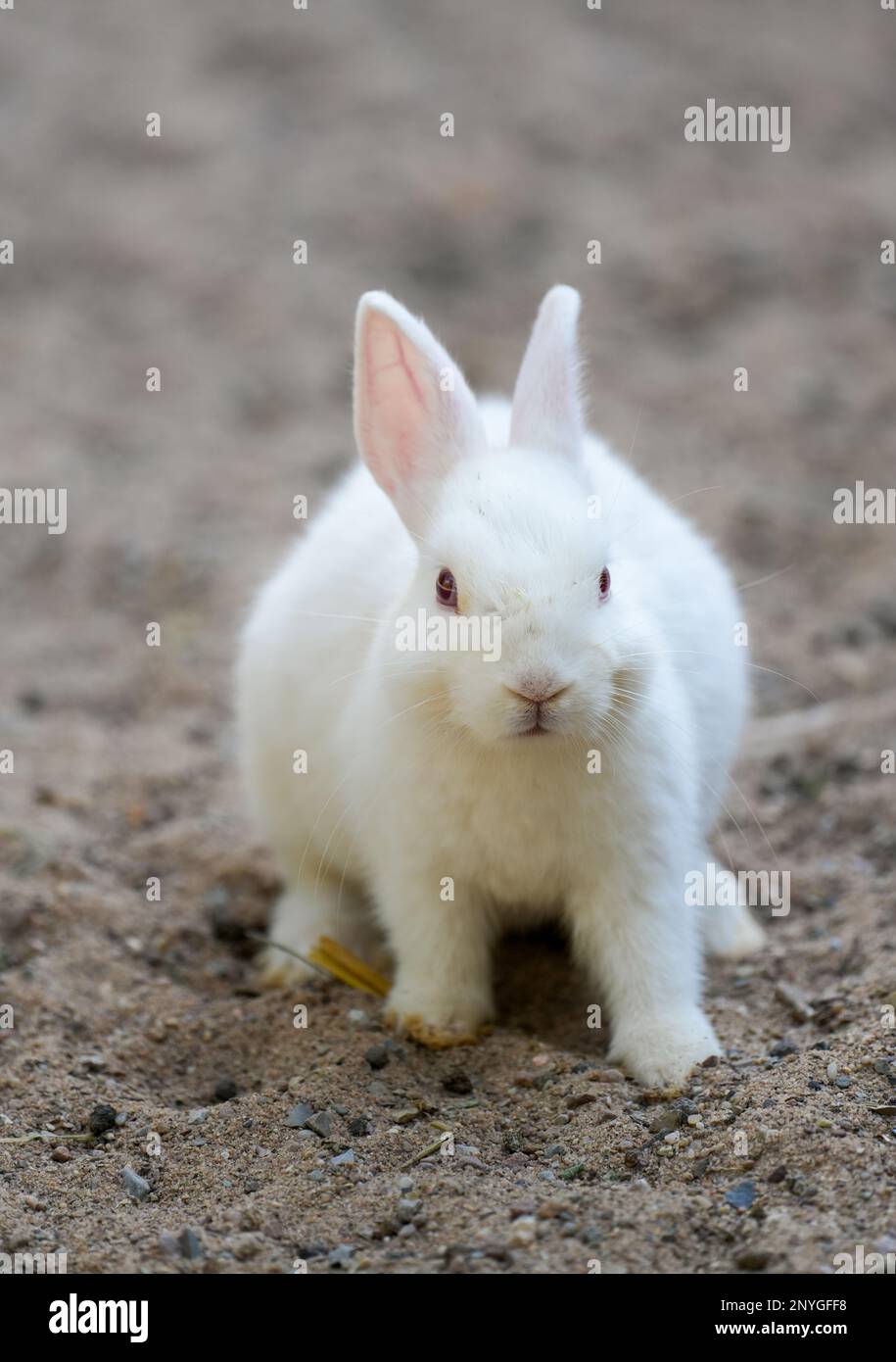 Rabbit Withe White fur bunny hi-res stock photography and images - Alamy