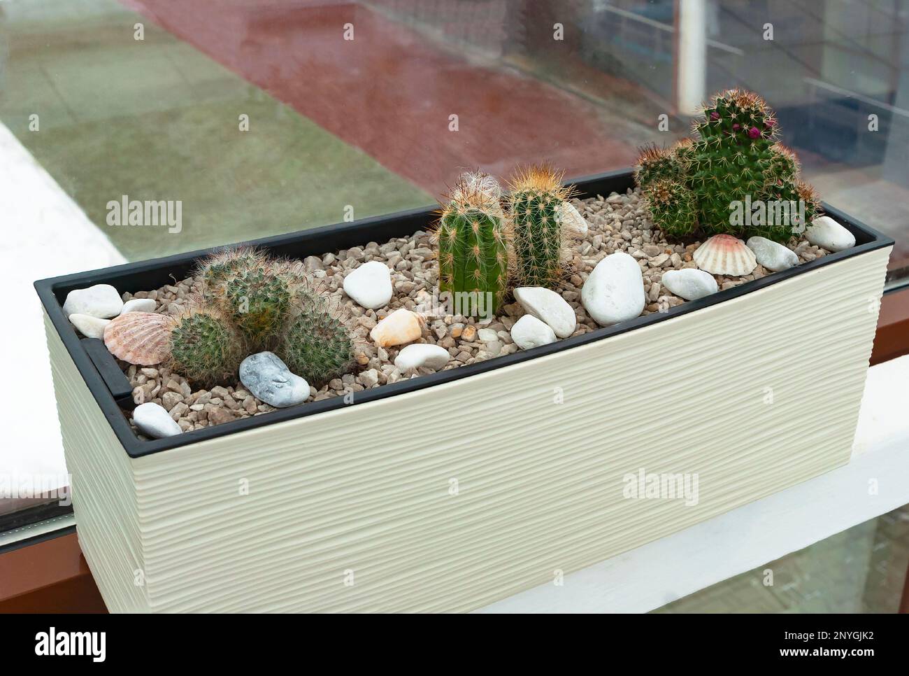 Collection of cacti on the windowsill. Mammillaria Stock Photo
