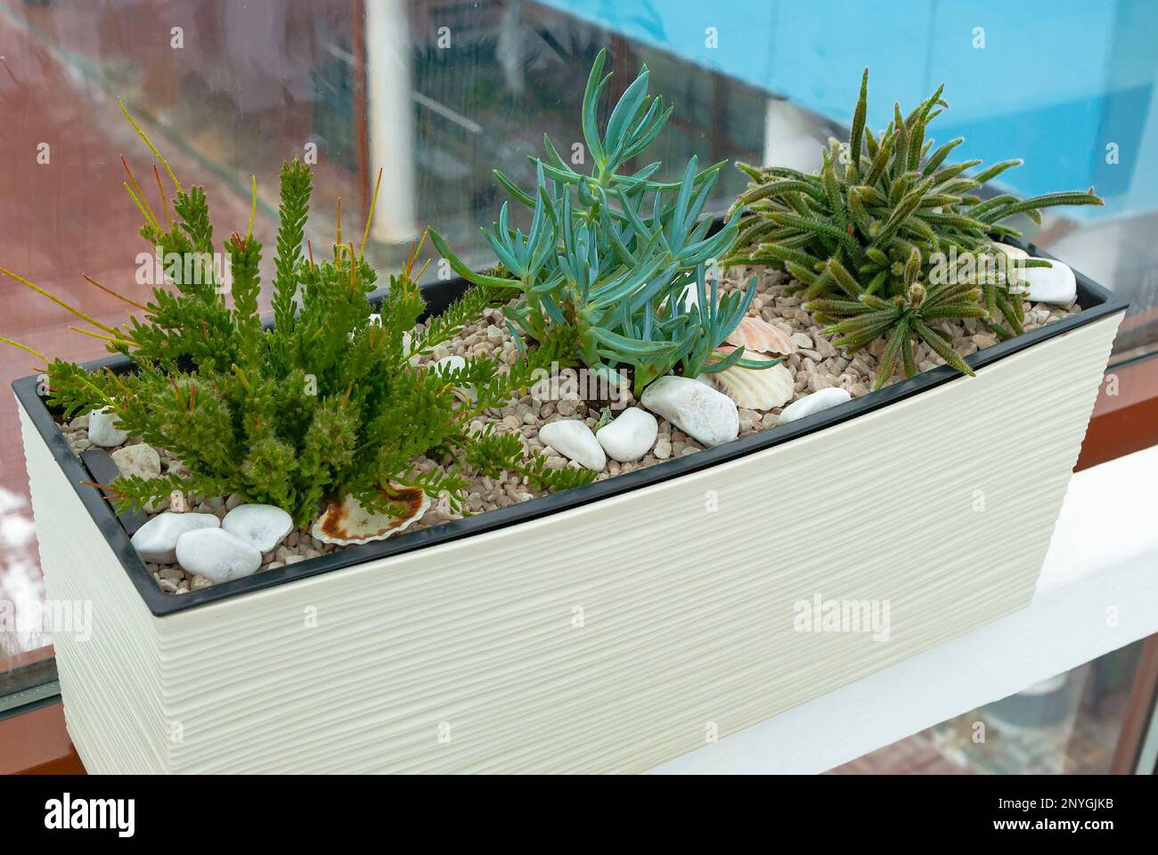 Collection of succulents on the windowsill Stock Photo