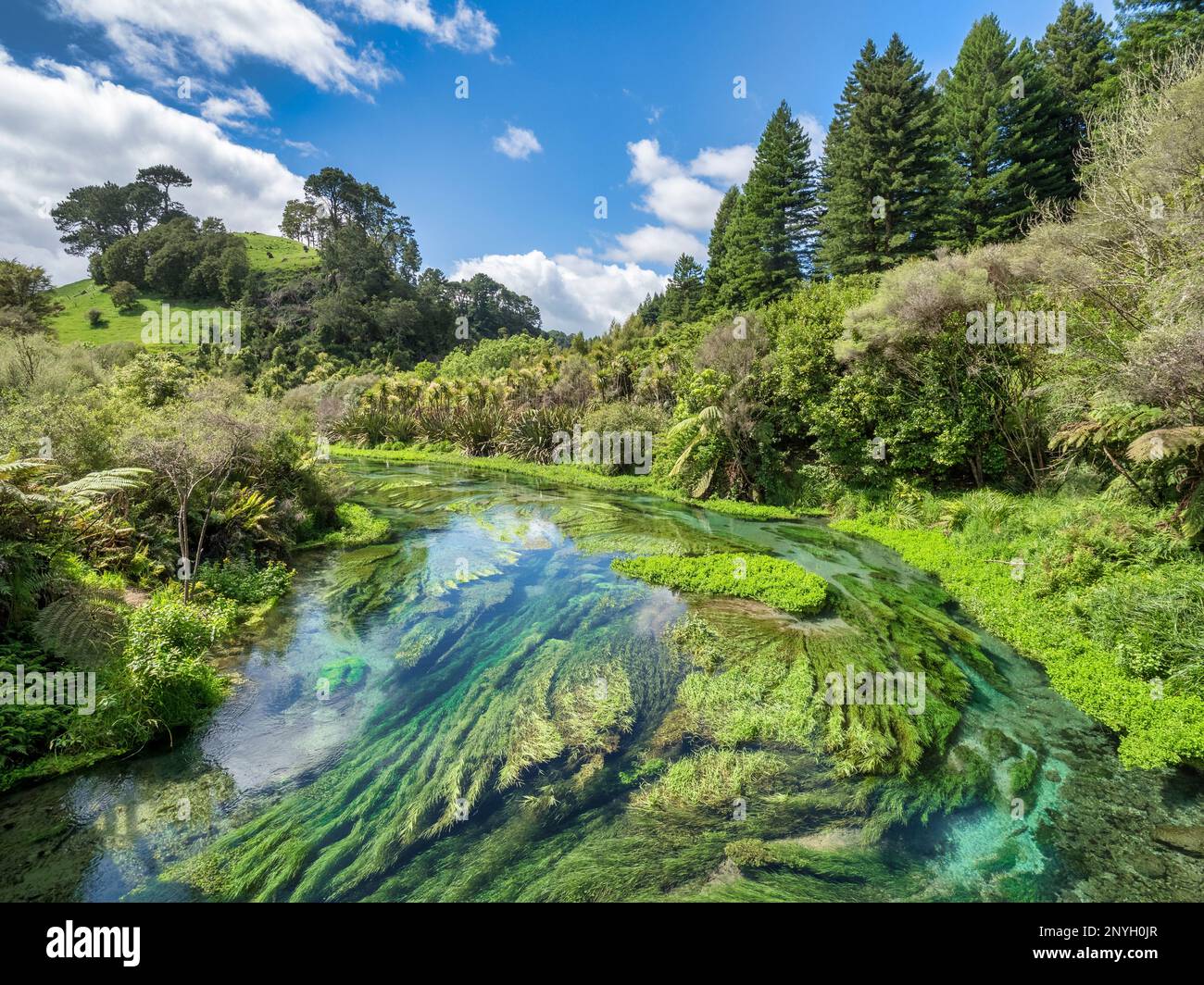 The Blue Spring area of the Waihou River in the Waikato Region of the North Island of New Zealand Stock Photo