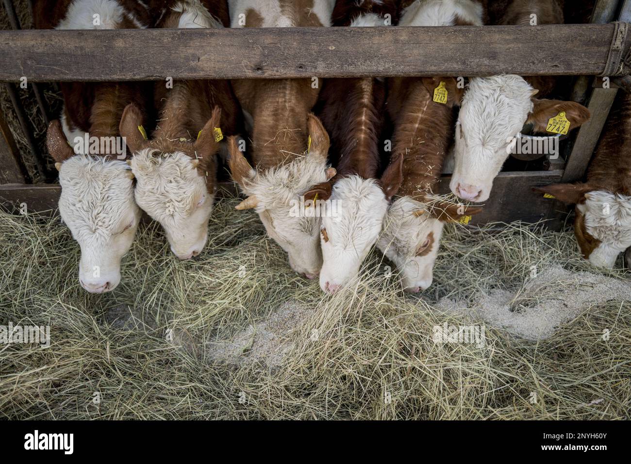 HALLE Calves get hay at biodynamic farm Bronkhorst. The cows may keep