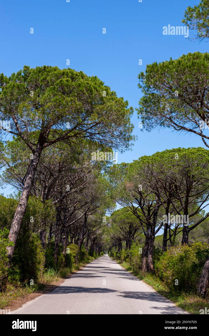 Strada del Mare in the Parco Regionale della Maremma, Tuscany, Italy ...
