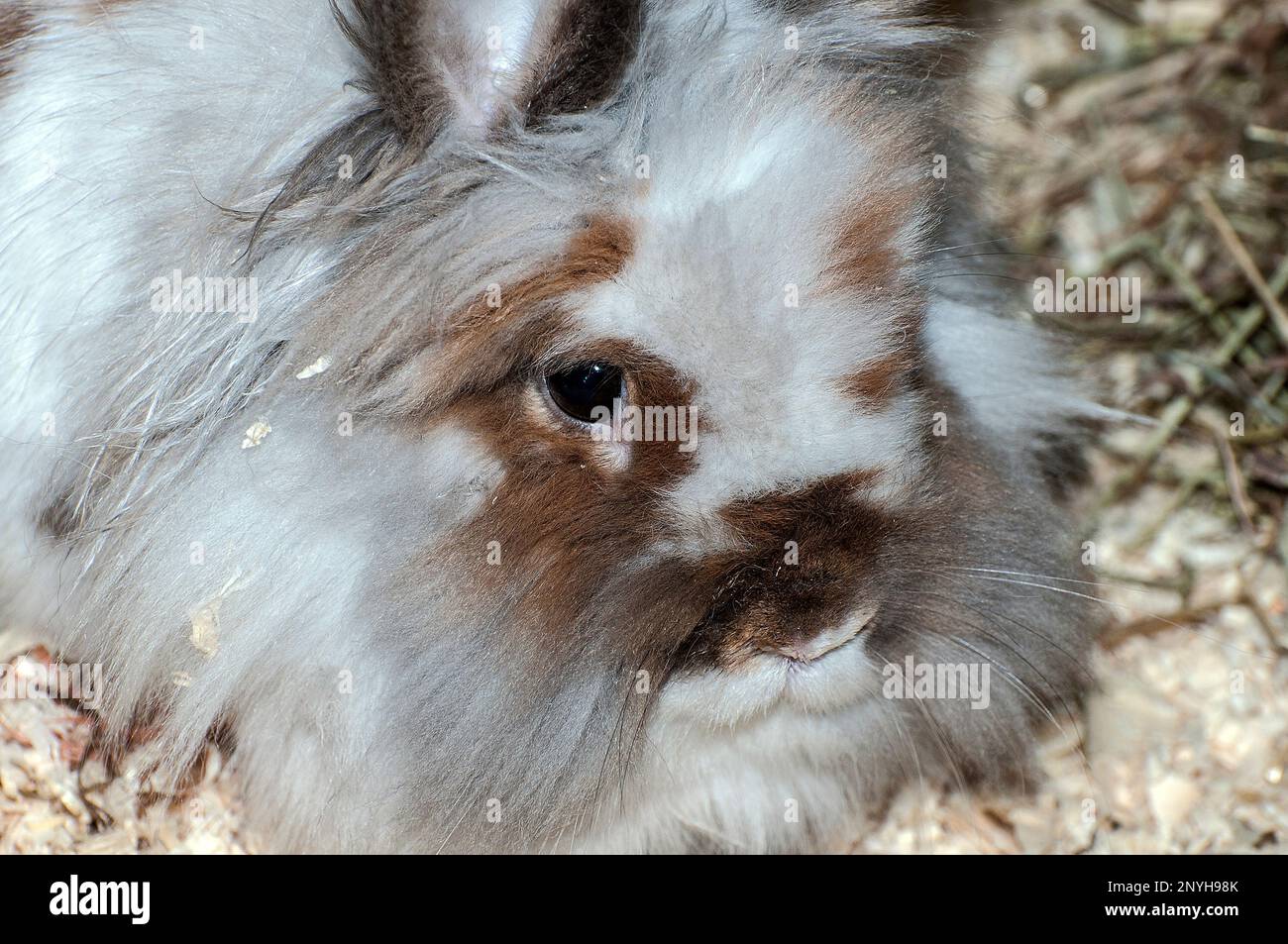 Lionhead Rabbit closeup Stock Photo Alamy